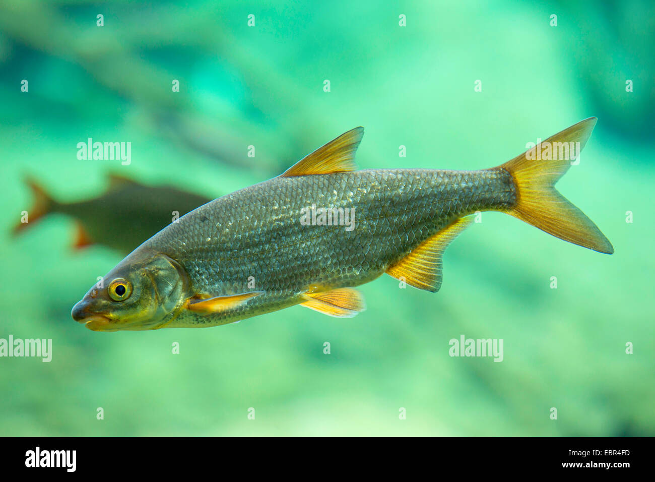 Vimba elongata (Vimba elongata, Abramis elongatus), swimming Stock Photo