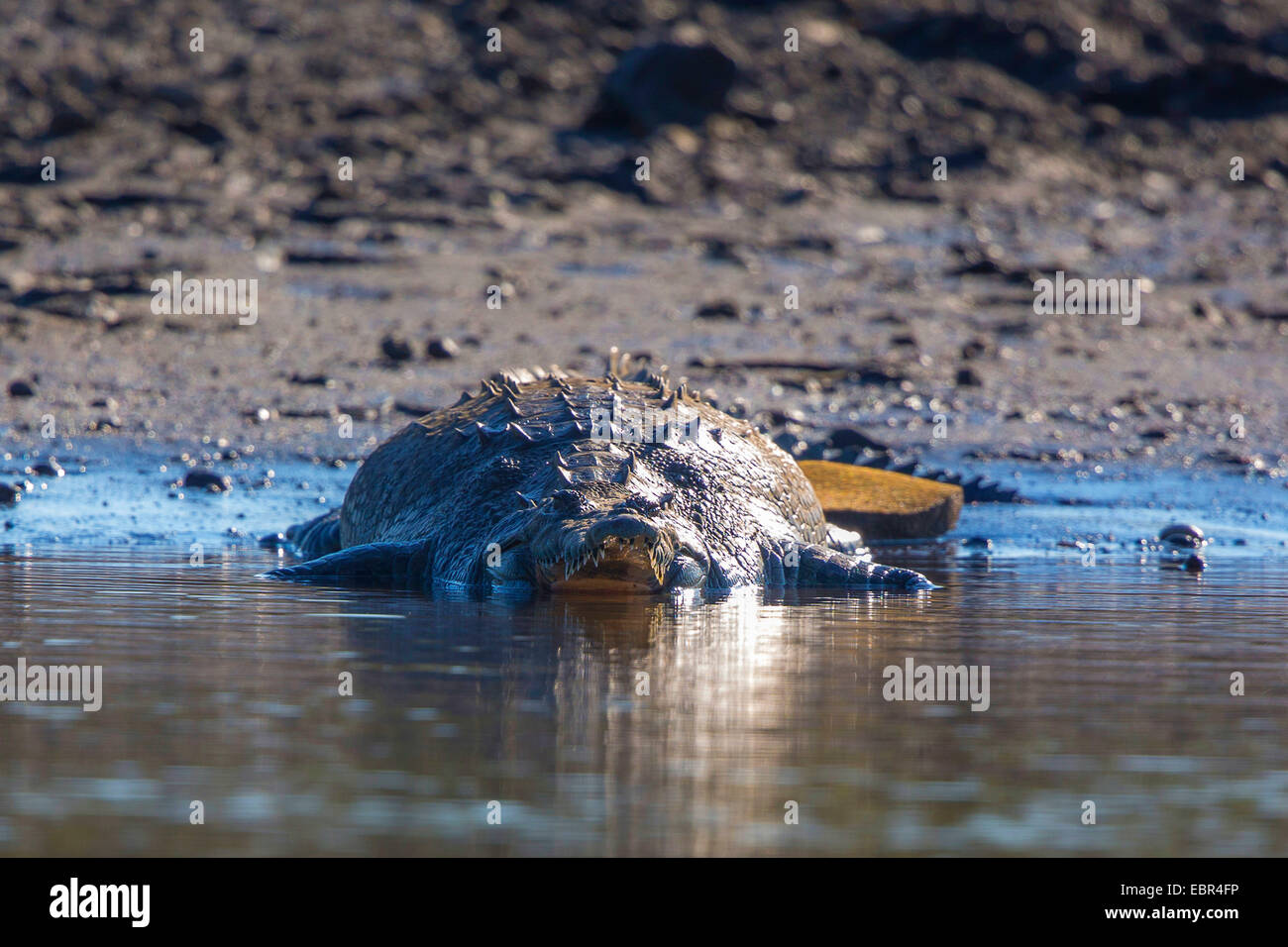 American crocodile (Crocodylus acutus), on a shore, Costa Rica, Rio Tarcoles Stock Photo