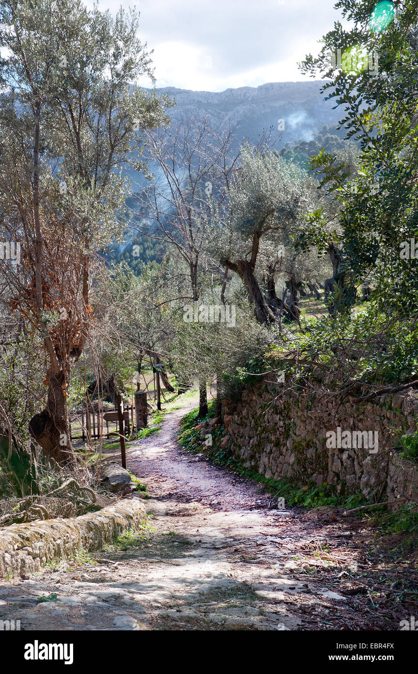 Walking path in rural landscape and mountain smoke outside Soller, Mallorca, Balearic islands, Spain Stock Photo