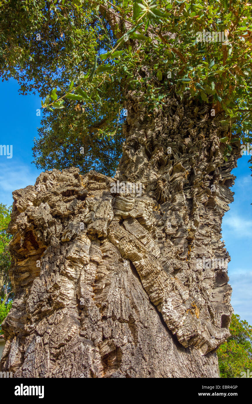 Cork Oak tree with thick bark Quercus suber against blue sky Stock ...