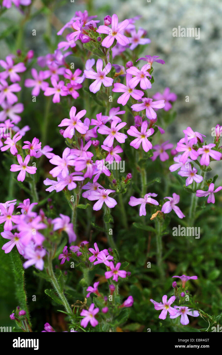 alpine balsam (Erinus alpinus), blooming, Switzerland Stock Photo