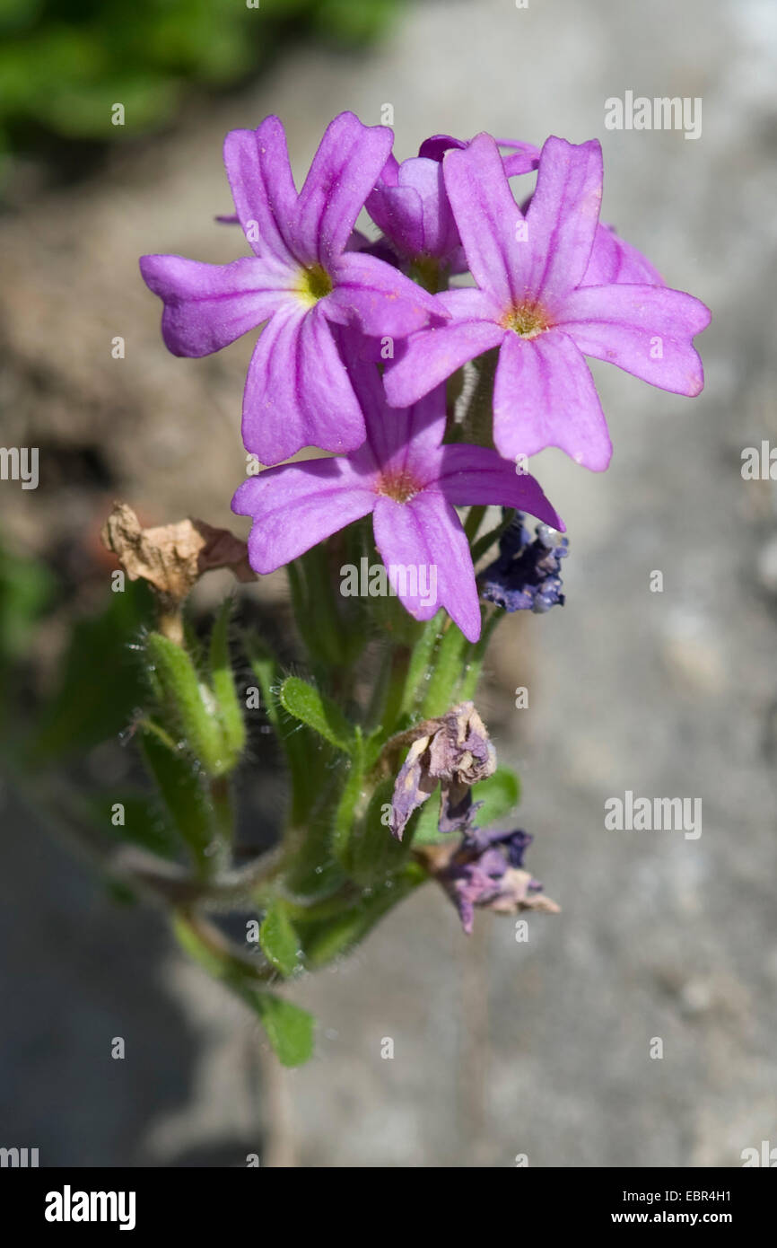 alpine balsam (Erinus alpinus), blooming, Switzerland, Schynige Platte Stock Photo