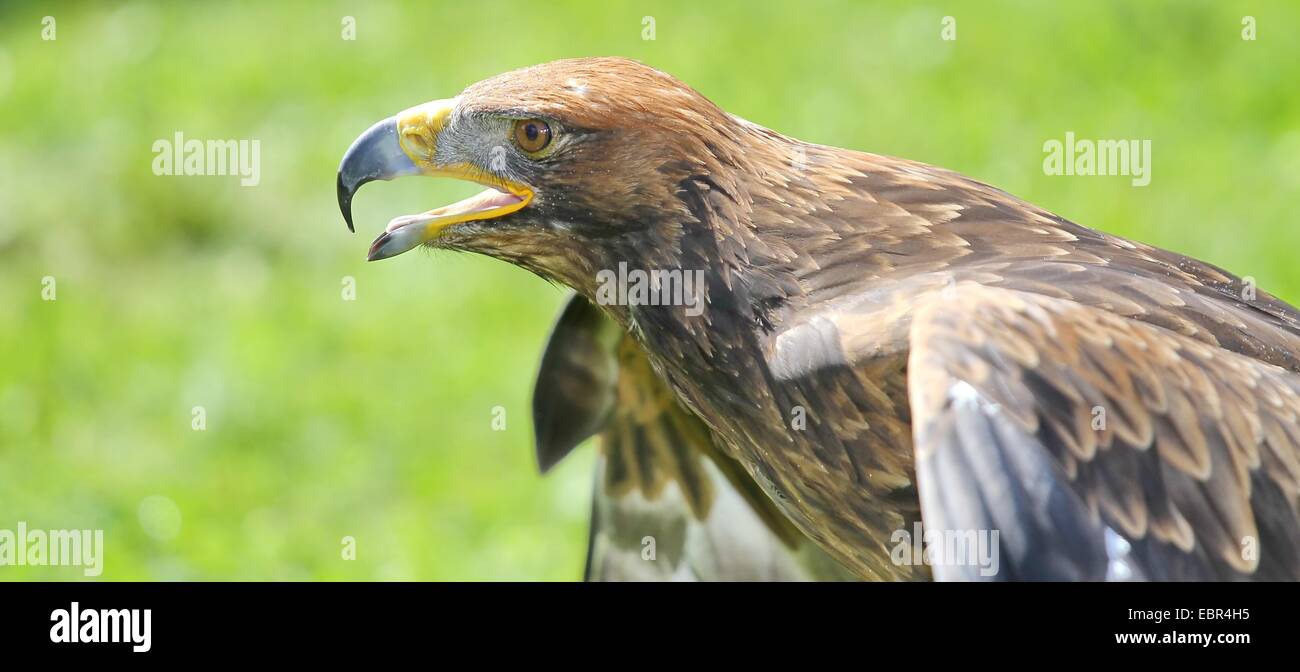 majestic Eagle and opens the berk ready to fly Stock Photo