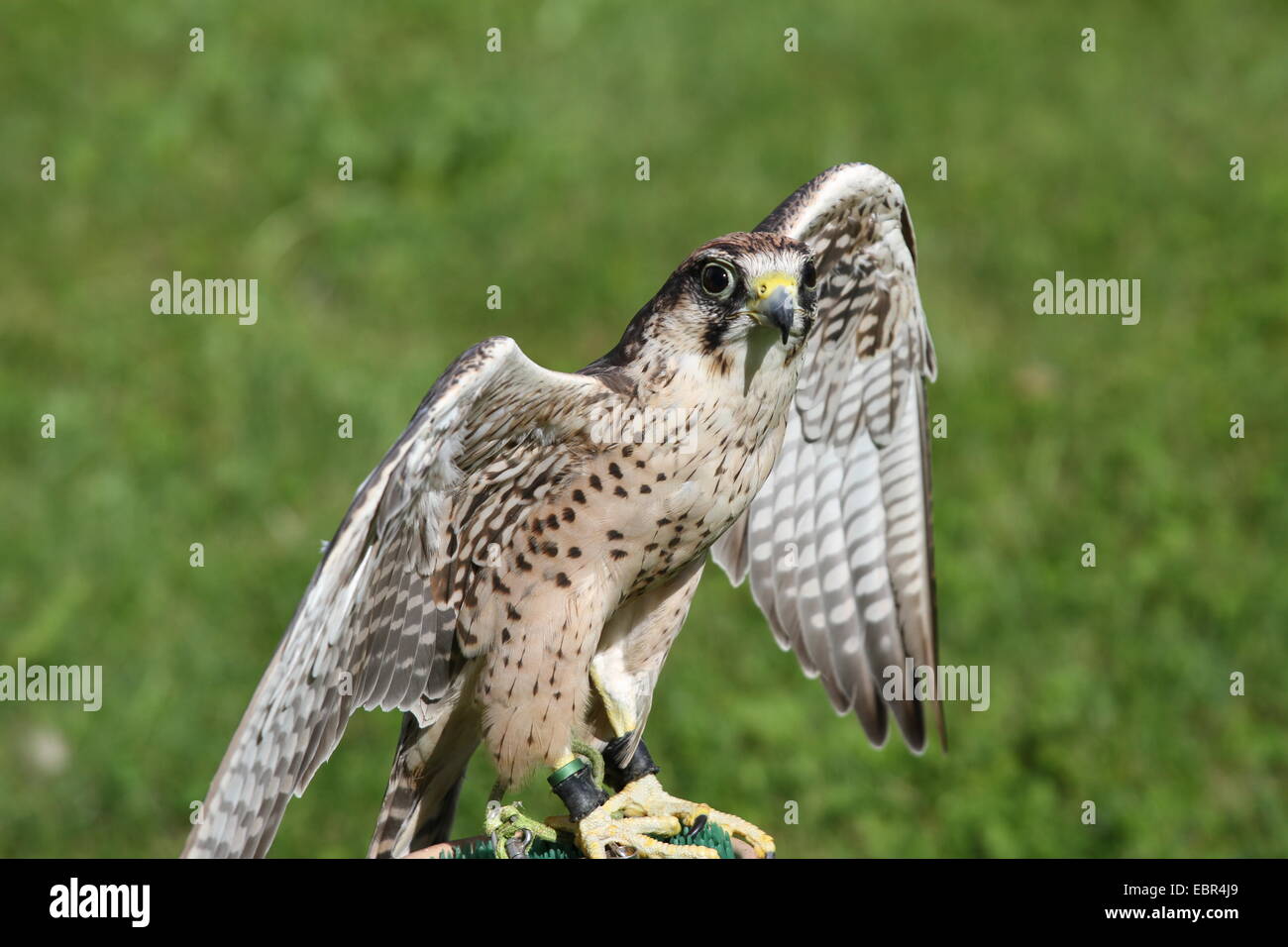 huge Peregrine Falcon with outstretched wings ready for flight Stock Photo