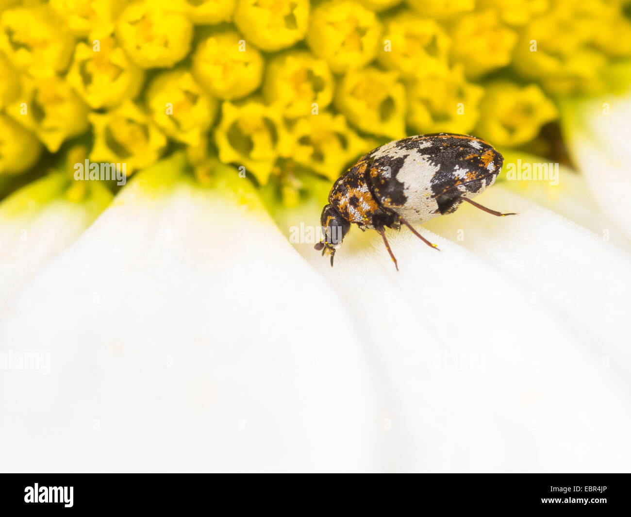 Skin beetle (Anthrenus pimpinellae), eating pollen on oxeye daisy