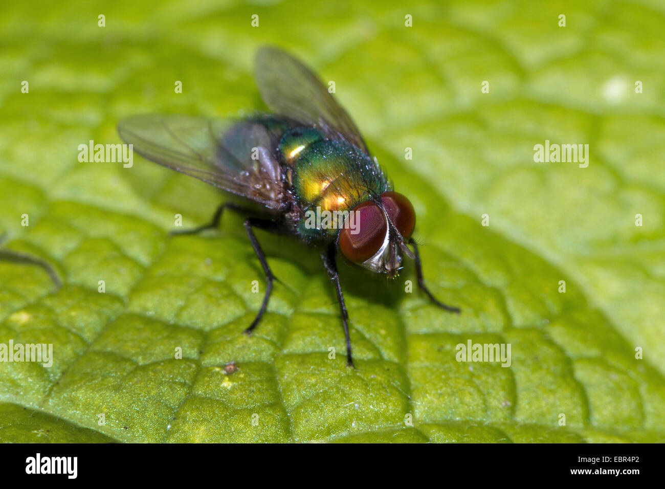 Nose bot fly hi-res stock photography and images - Alamy