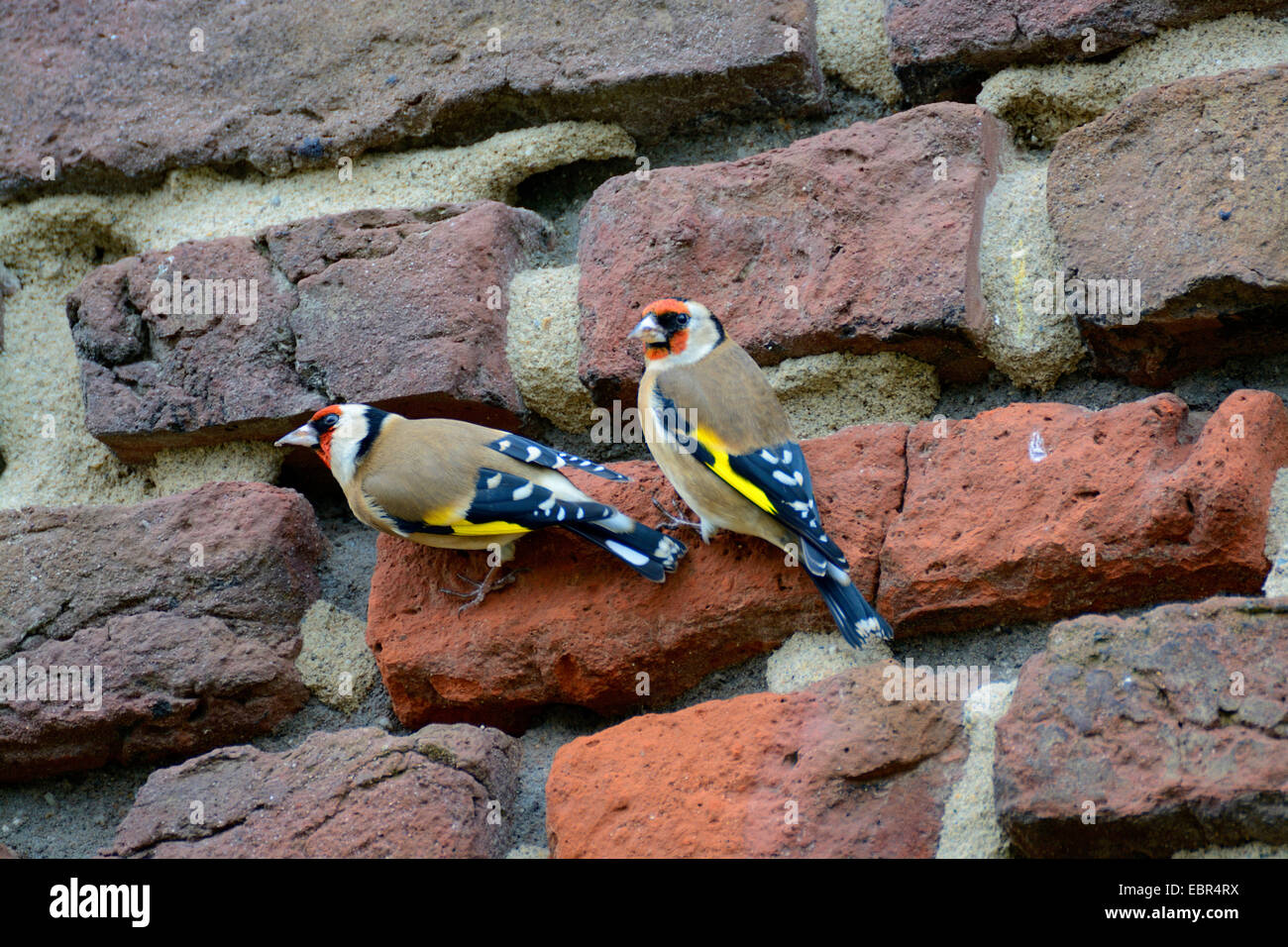 Eurasian goldfinch (Carduelis carduelis), picking minerals from the cement of an old brick wall, Germany Stock Photo