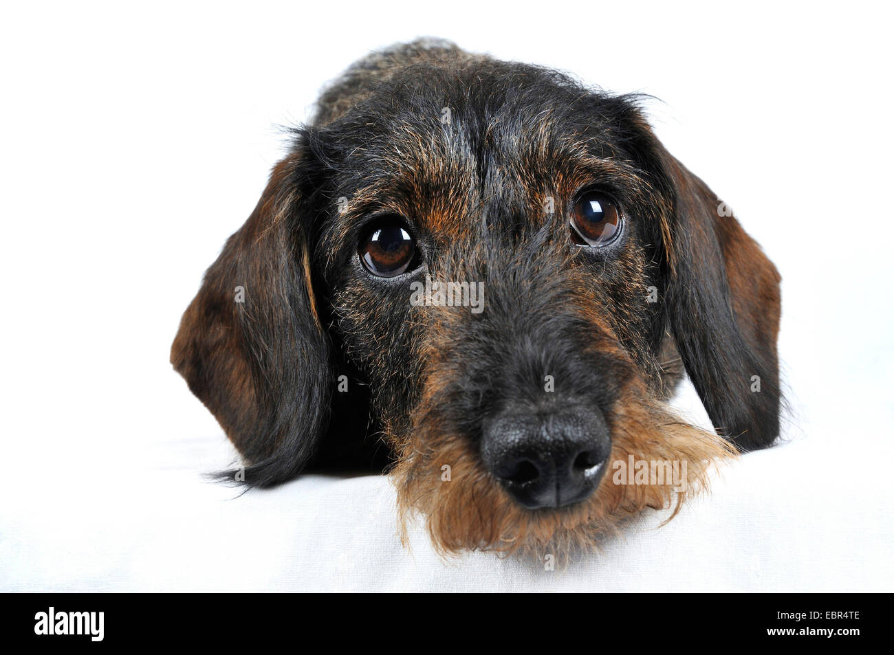 Wire-haired Dachshund, Wire-haired sausage dog, domestic dog (Canis lupus f. familiaris), lying dachshund in front of white background, Europe, Germany Stock Photo