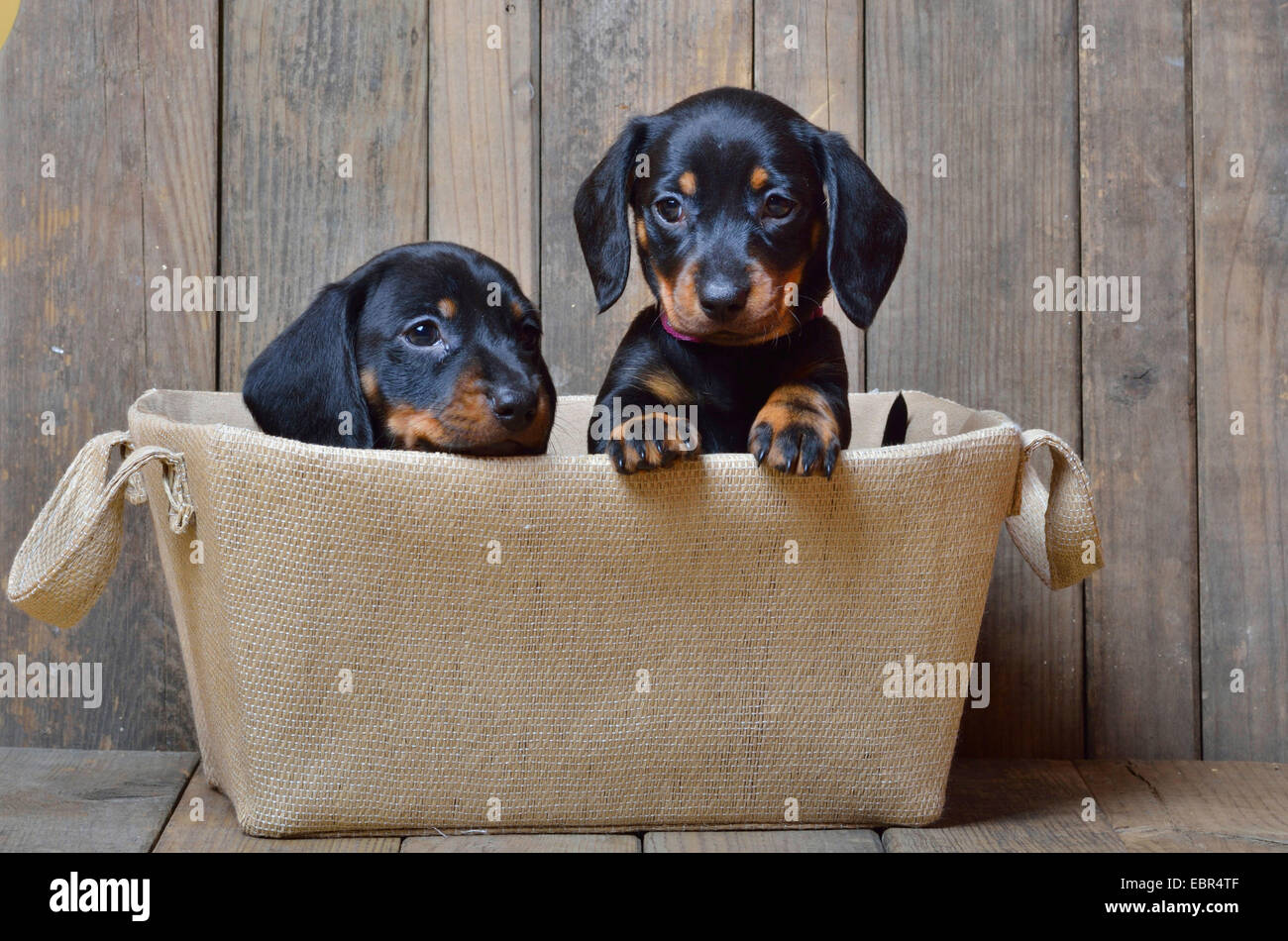 Short-haired Dachshund, Short-haired sausage dog, domestic dog (Canis lupus f. familiaris), two dachshund puppies looking out of a basket, Germany Stock Photo