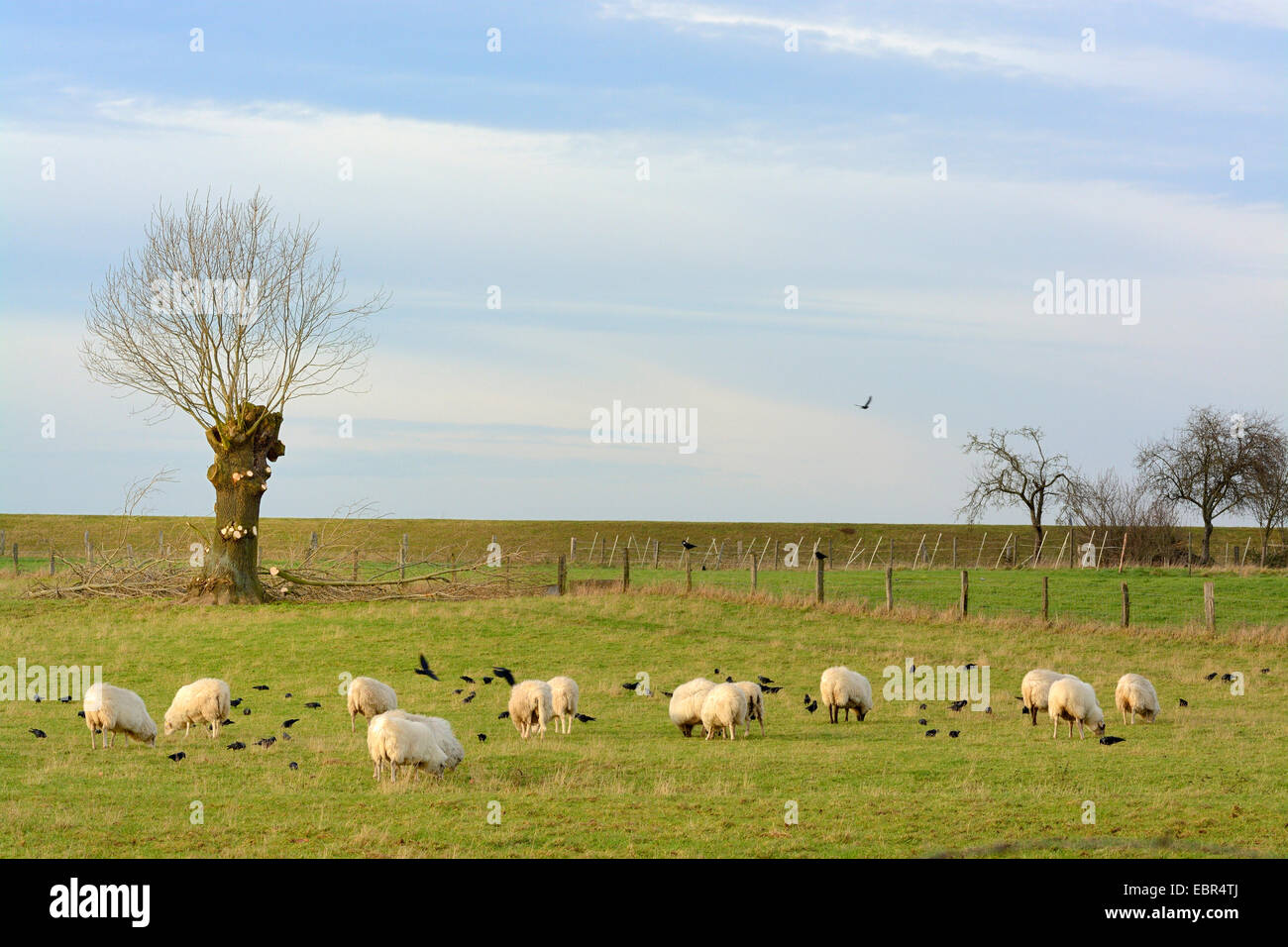 domestic sheep (Ovis ammon f. aries), Lower Rhine region with pollarded willow and sheep, Germany, North Rhine-Westphalia Stock Photo