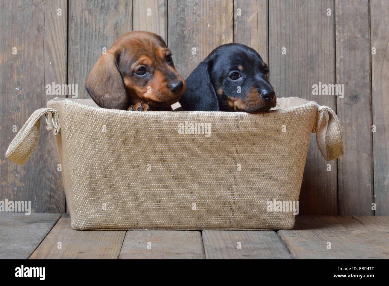 Short-haired Dachshund, Short-haired sausage dog, domestic dog (Canis lupus f. familiaris), two dachshund puppies looking out of a basket, Germany Stock Photo