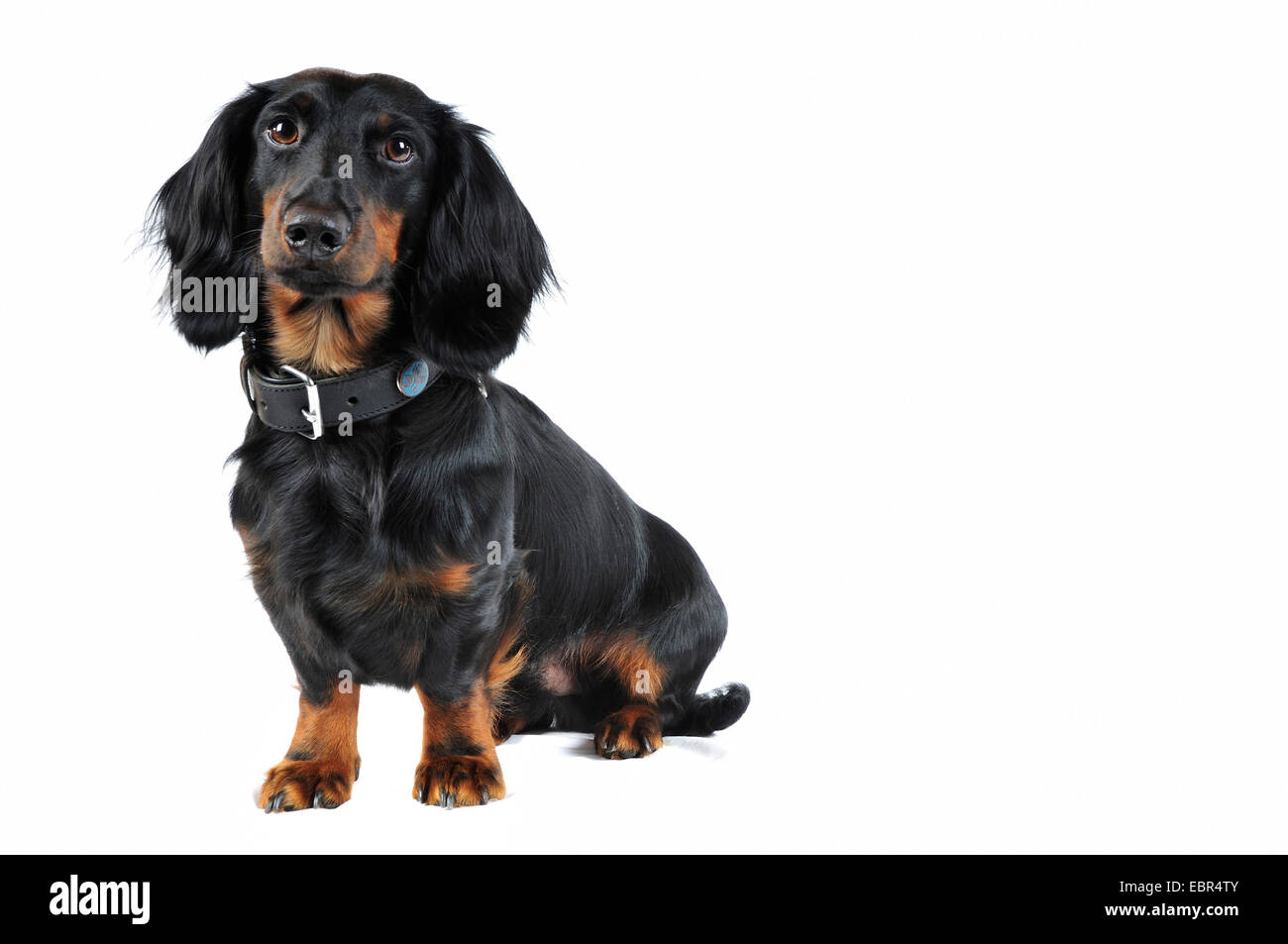 Long-haired Dachshund, Long-haired sausage dog, domestic dog (Canis lupus f. familiaris), sitting black-haired male , Germany Stock Photo