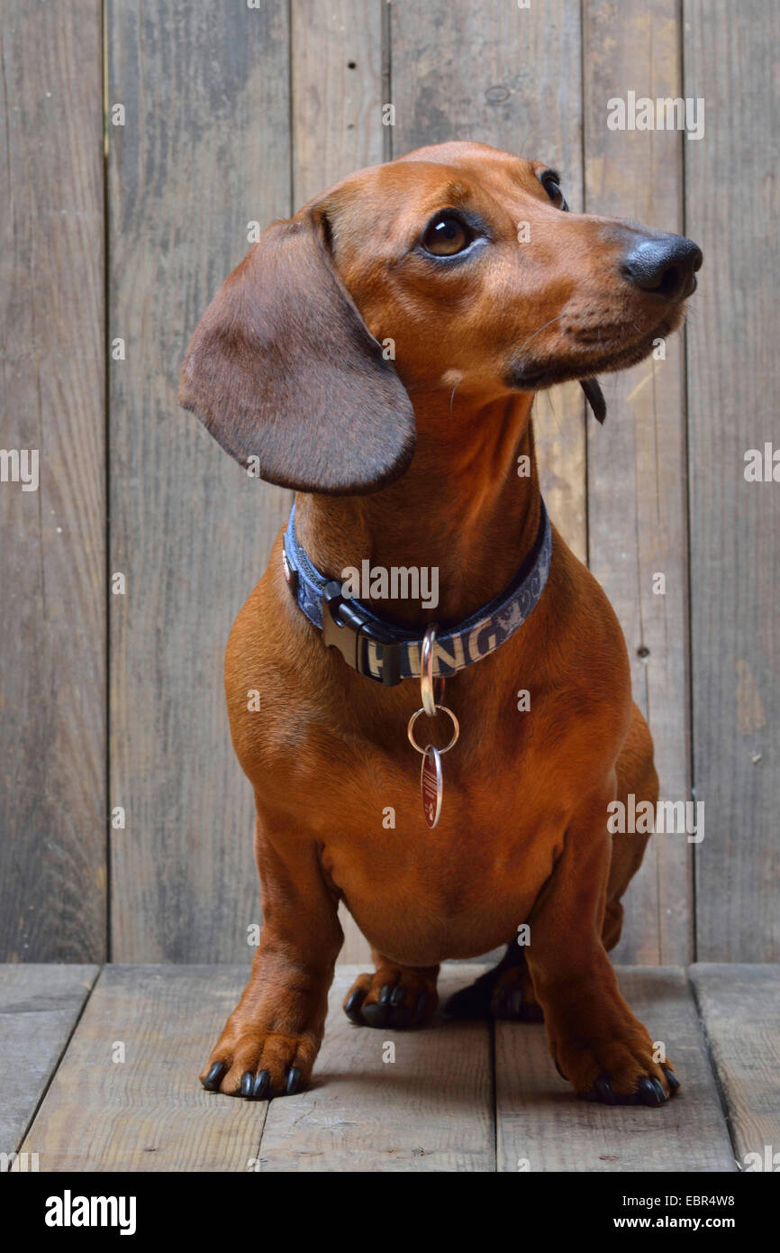 Short-haired Dachshund, Short-haired sausage dog, domestic dog (Canis lupus f. familiaris), sitting dachshund, Germany Stock Photo