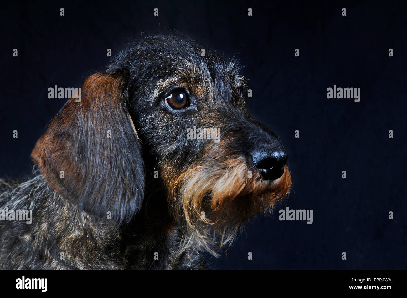 Wirehaired Dachshund, Wirehaired sausage dog, domestic dog (Canis