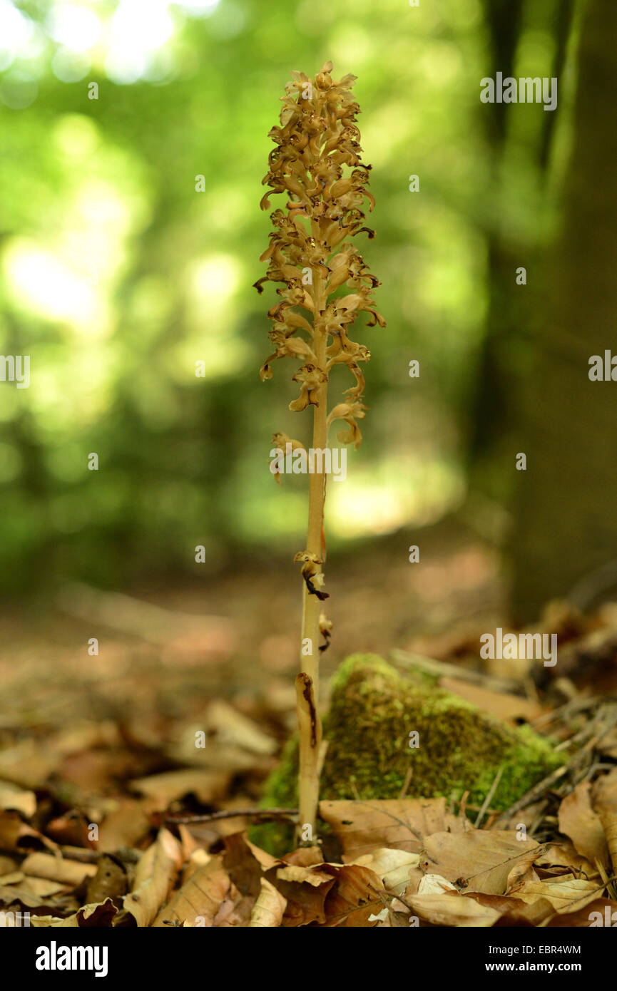 bird's-nest orchid (Neottia nidus-avis), blooming, Germany, Bavaria, Oberpfalz Stock Photo