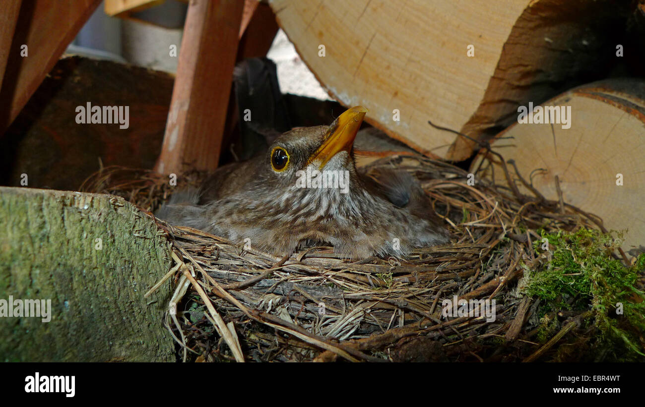 blackbird (Turdus merula), female sitting breeding in a nest in a pile of firewood Stock Photo