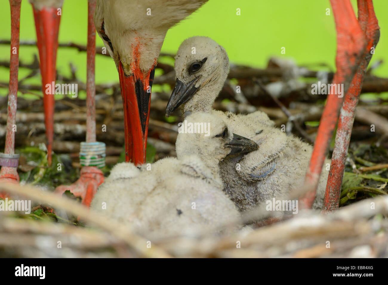 white stork (Ciconia ciconia), and squeakers in the nest, Germany Stock Photo