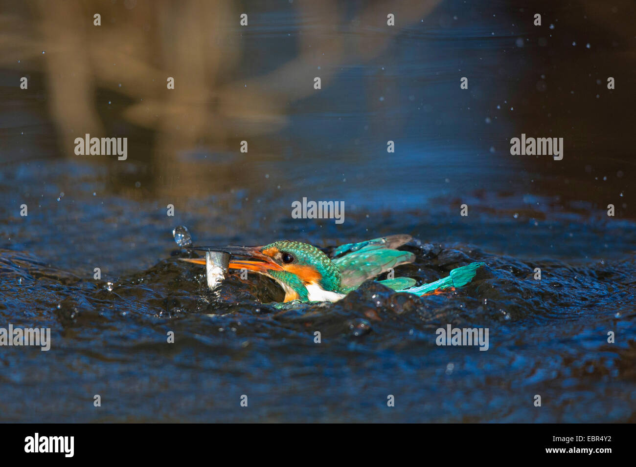 river kingfisher (Alcedo atthis), flying off the watersurface with a caught dace, Germany, Bavaria, Isental Stock Photo