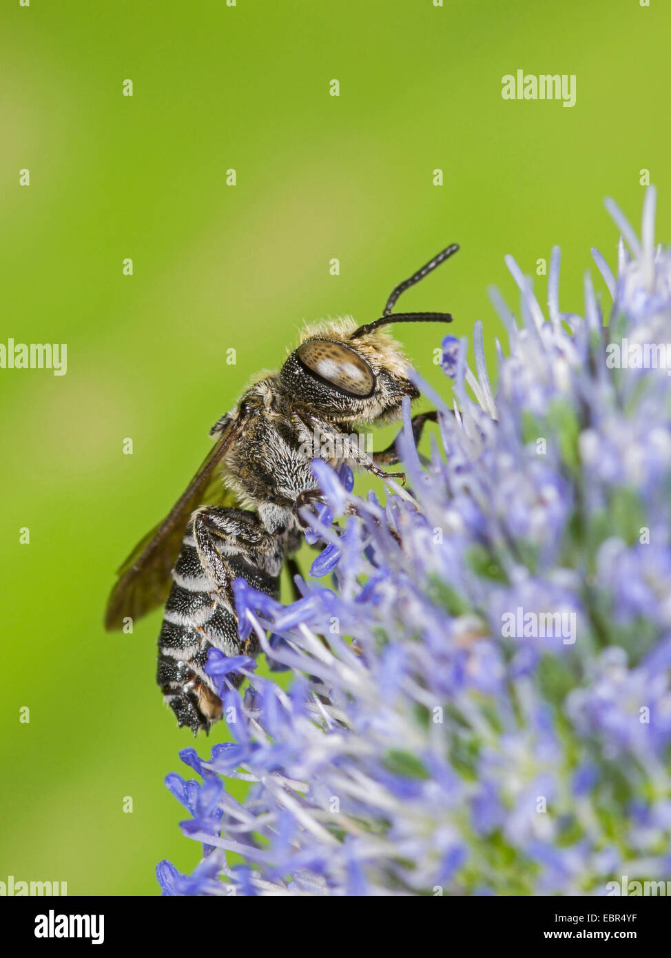 Coelioxys (Coelioxys afra), male foraging on Eryngium planum, Germany Stock Photo