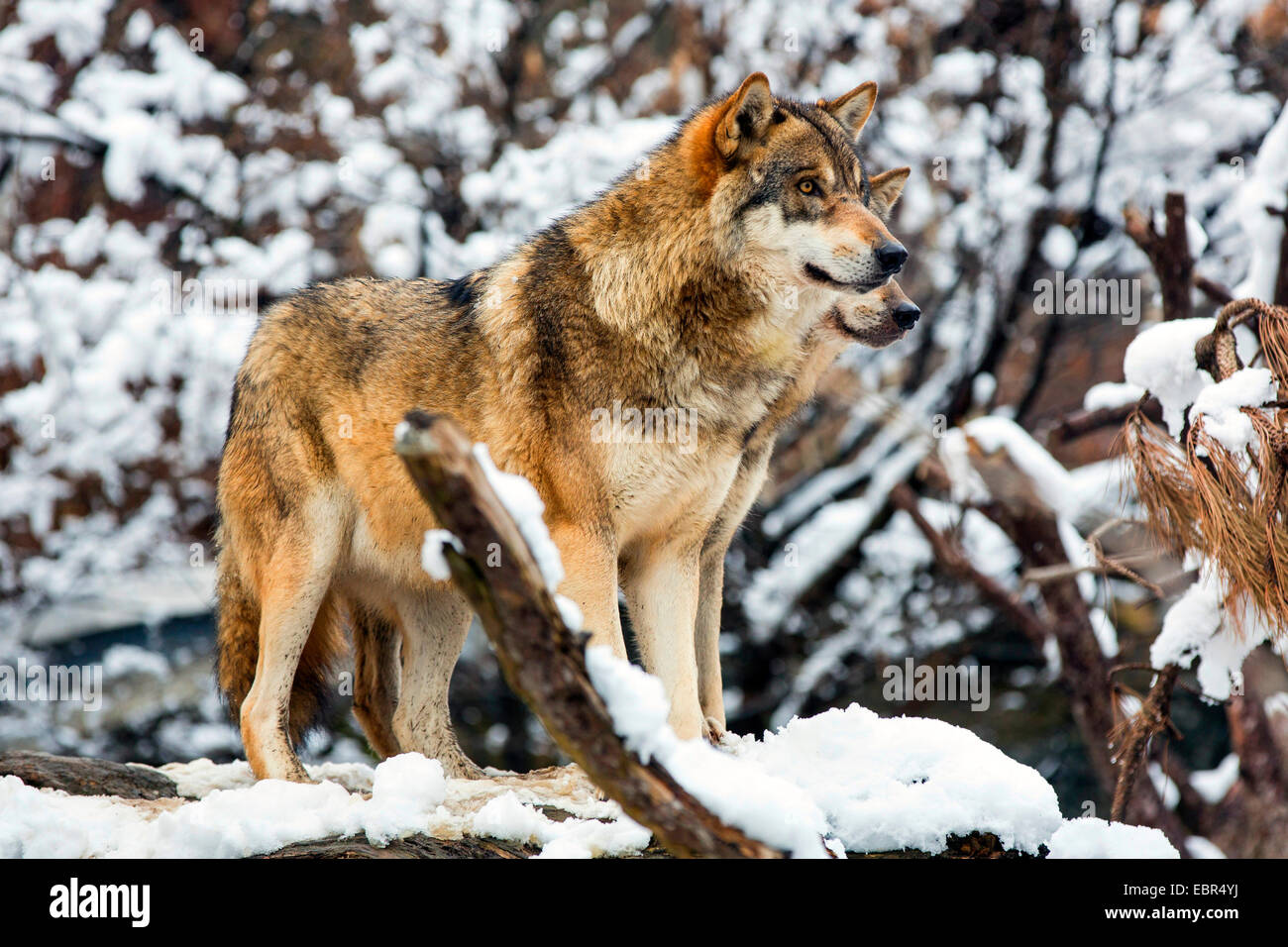 European gray wolf (Canis lupus lupus), two wolves securing, on overturned tree trunk in snowy landscape, Germany Stock Photo