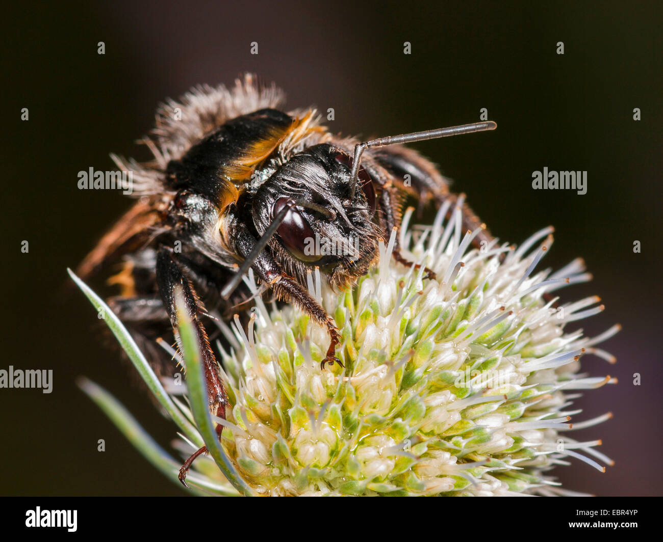 white-tailed bumble bee (Bombus lucorum), worker on Eryngium planum, Germany Stock Photo