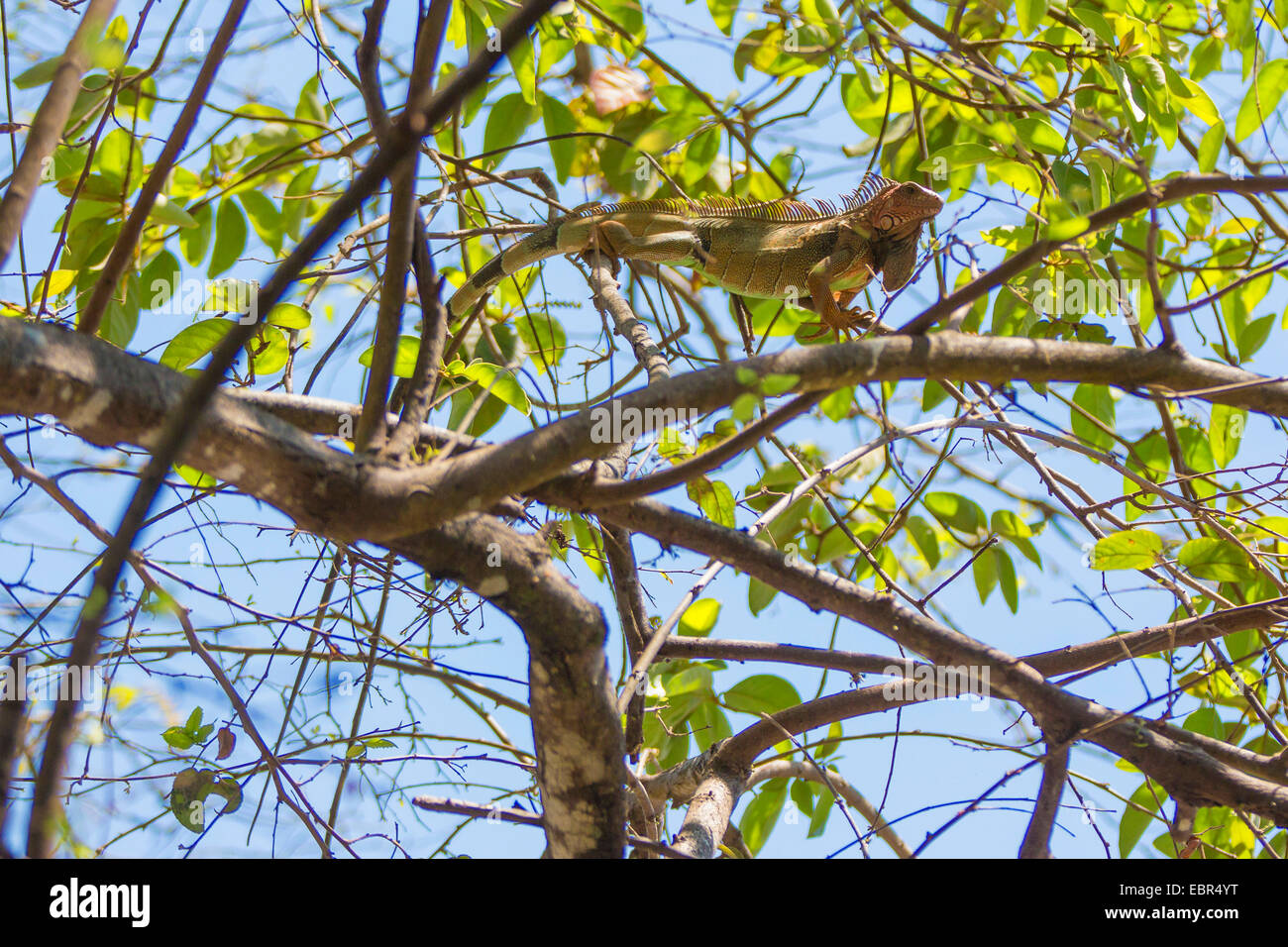 green iguana, common iguana (Iguana iguana), climbing in tree top, Costa Rica Stock Photo