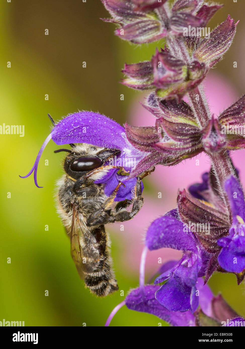 Leafcutter bee, Leafcutter-bee (Megachile ericetorum, Chalicodoma ericetorum, Pseudomegachile ericetorum), male foraging on Sage (Salvia), Germany Stock Photo