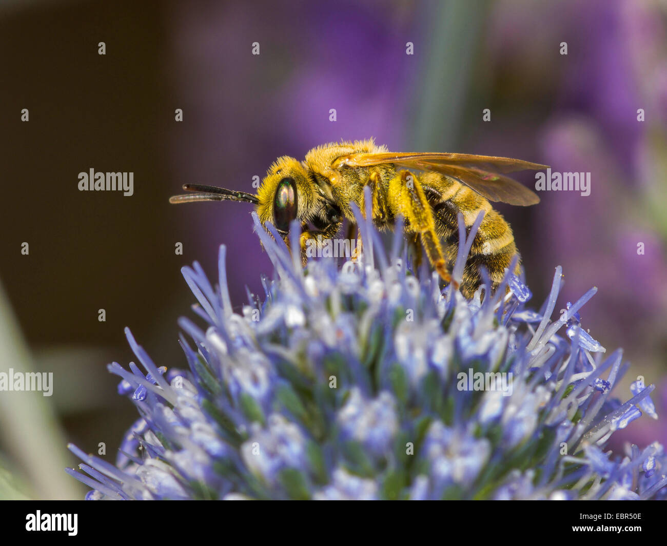 Sweat bee (Halictus subauratus), female foraging on eryngo (Eryngium planum), Germany Stock Photo