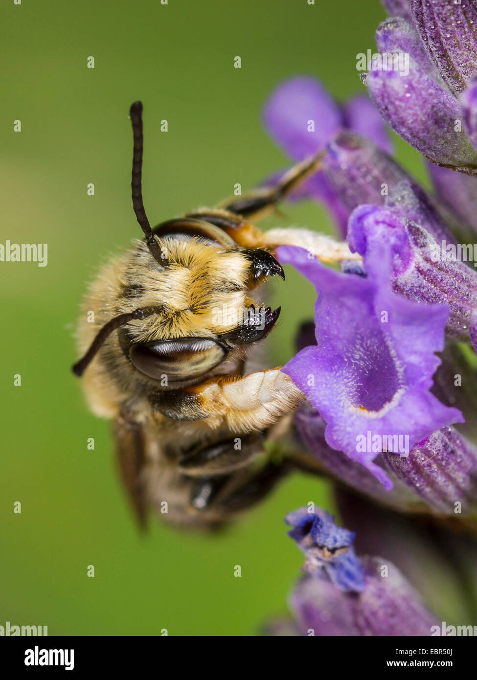 Leafcutter Bee (Megachile willughbiella), male on English lavender flower (Lavandula angustifolia), Germany Stock Photo