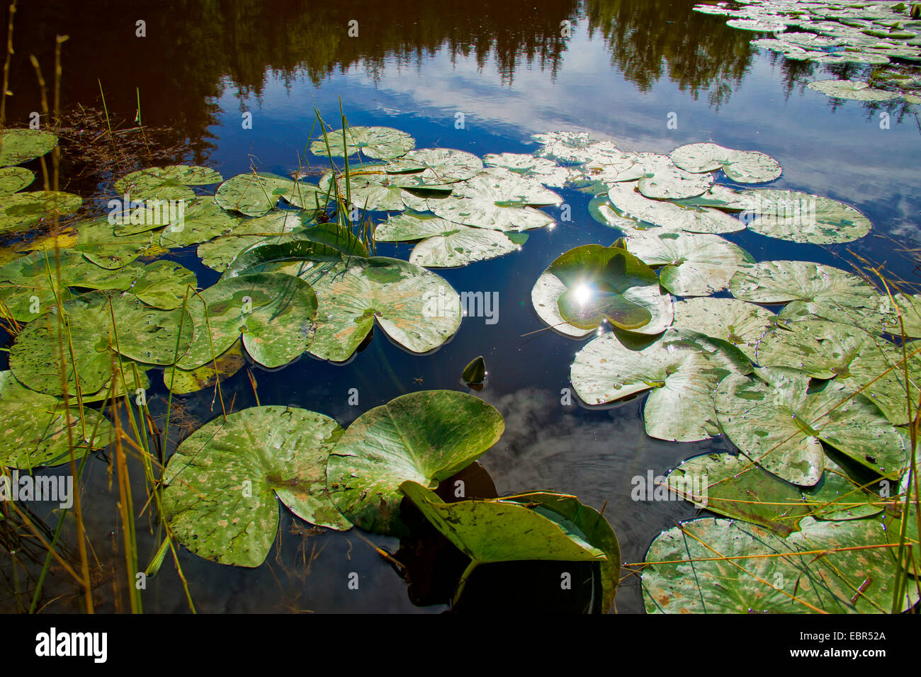 water lily leaves in a lake, Germany, Saxony, Vogtlaendische Schweiz Stock Photo