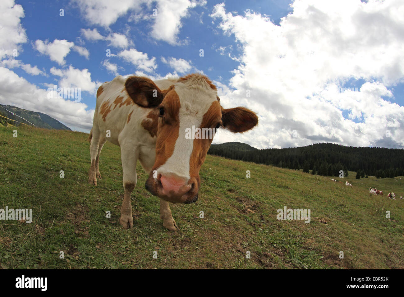 Mountain cow photographed with fisheye lens and blue sky with white ...