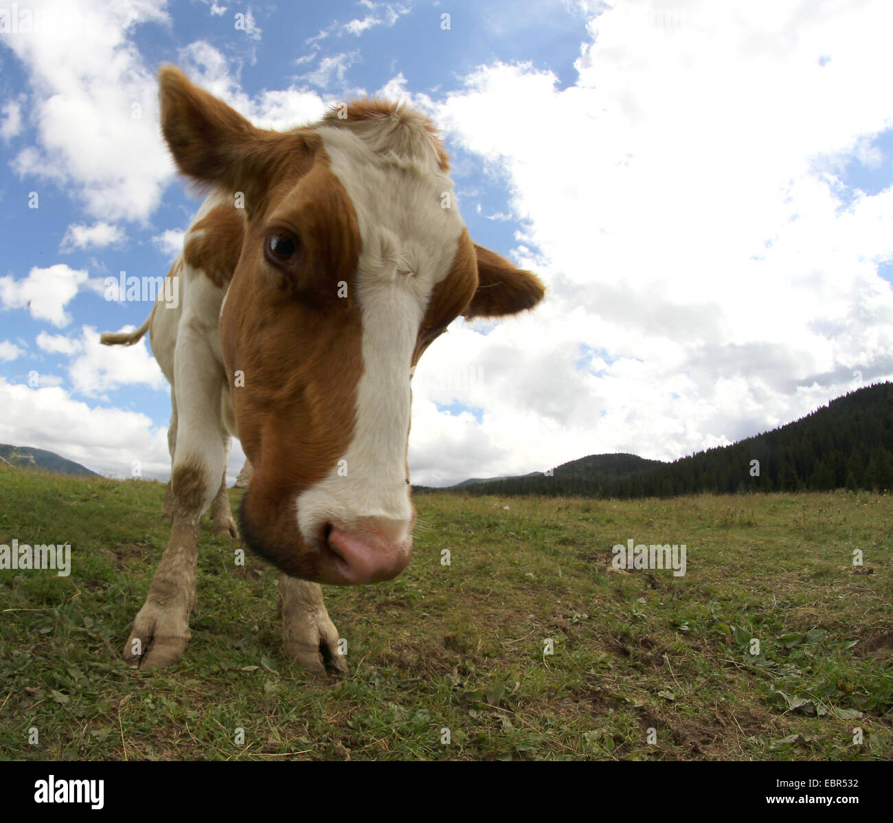 cow photographed with fisheye lens and blue sky with many white clouds ...