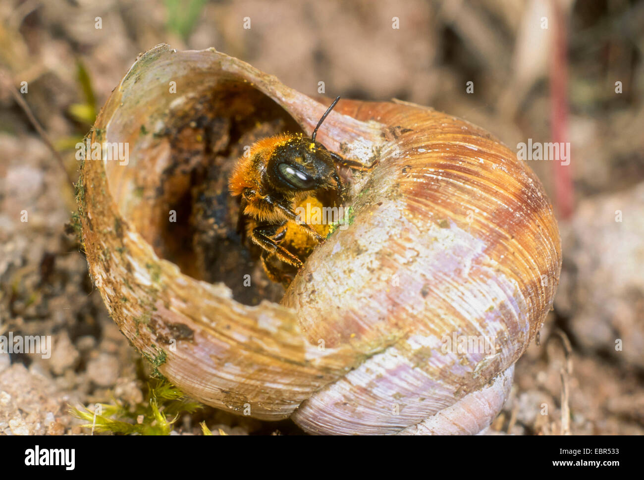 Gold-fringed Mason-bee (Osmia aurulenta), female at the nest in a snail shell, Germany Stock Photo