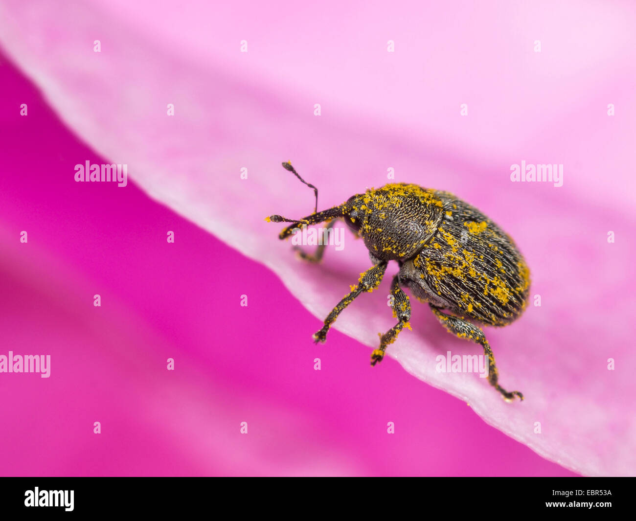 Snout beetle (Mecinus spec.), with pollen on a rose flower, Germany Stock Photo