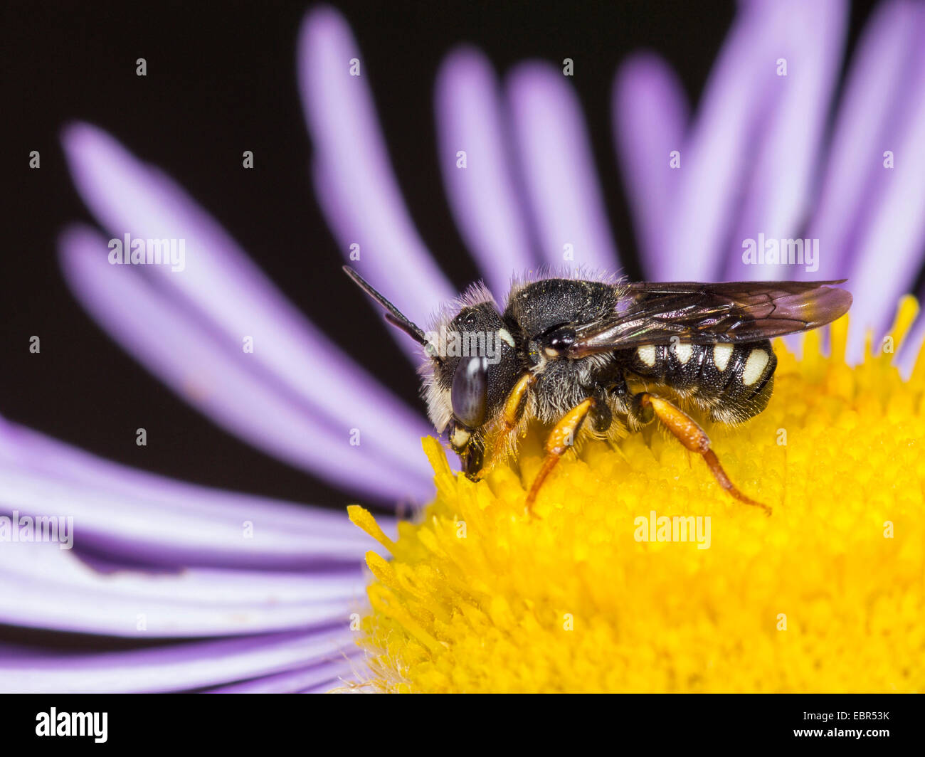 Potter bee (Anthidium scapulare), male sucking nectar drom erigeron annuus flower, Germany Stock Photo