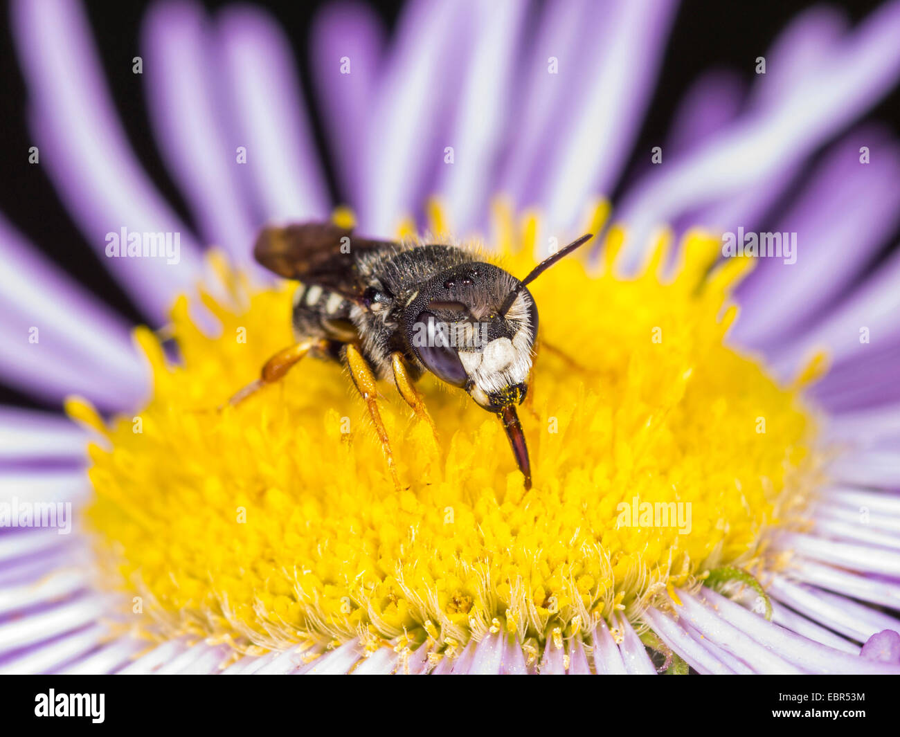 Potter bee (Anthidium scapulare), male sucking nectar drom erigeron annuus flower, Germany Stock Photo