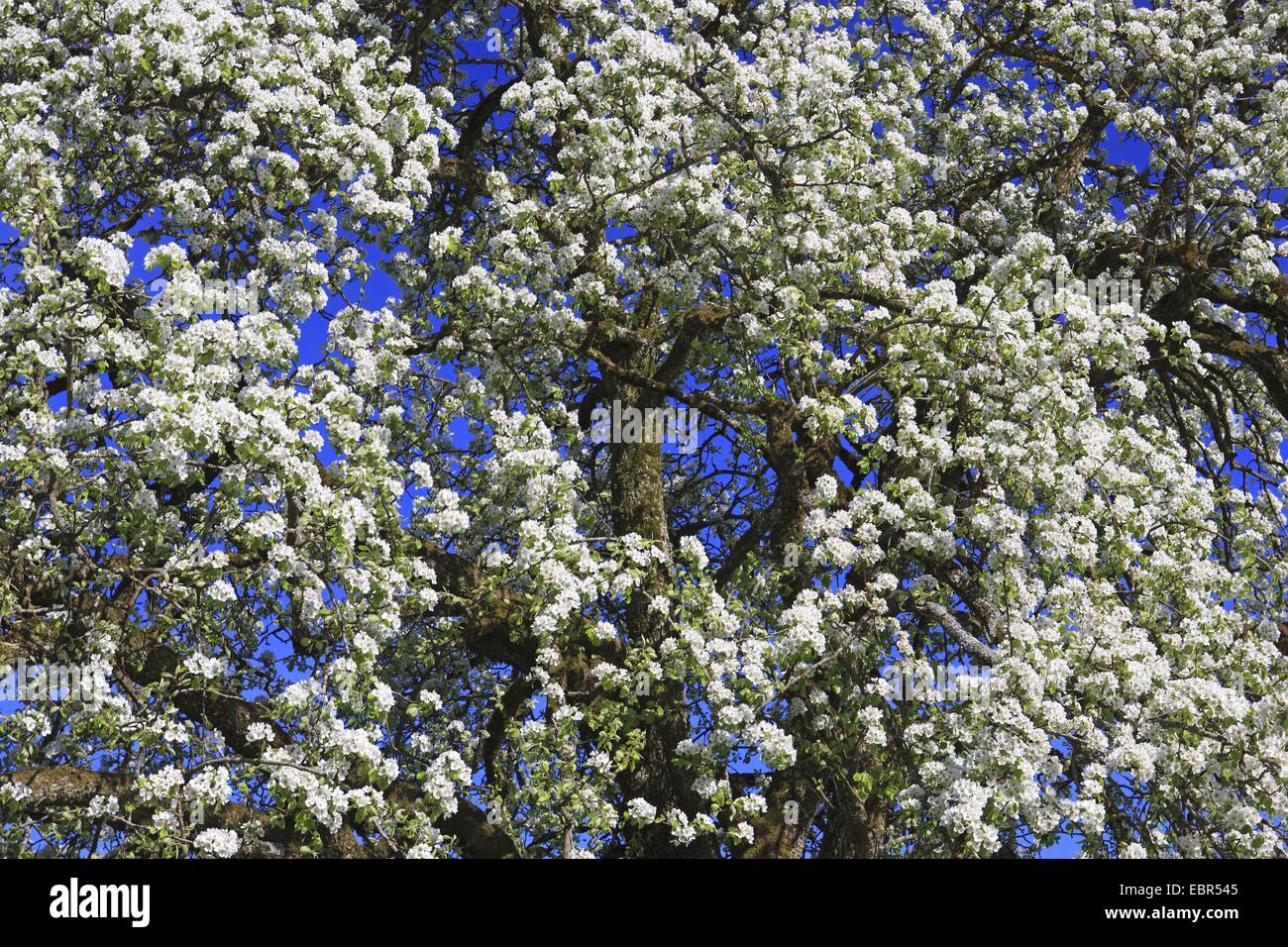 apple tree (Malus domestica), flowering apple tree in spring, Switzerland, Zuercher Oberland Stock Photo