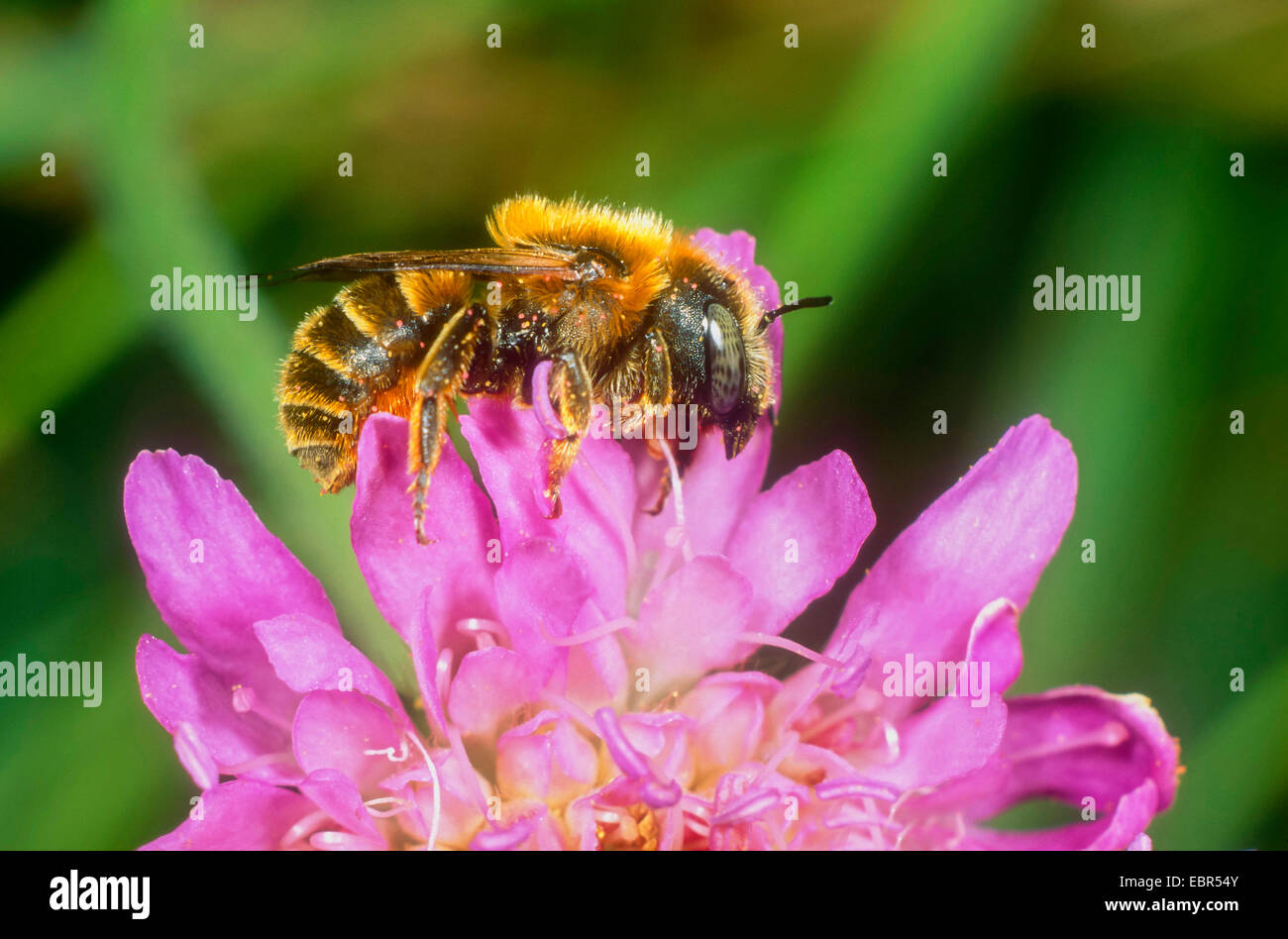 Gold-fringed Mason-bee (Osmia aurulenta), female, Germany Stock Photo