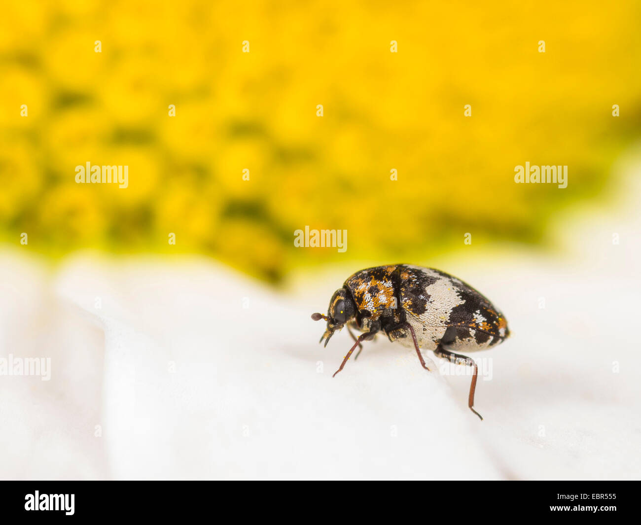 Skin beetle (Anthrenus pimpinellae), eating pollen on oxeye daisy