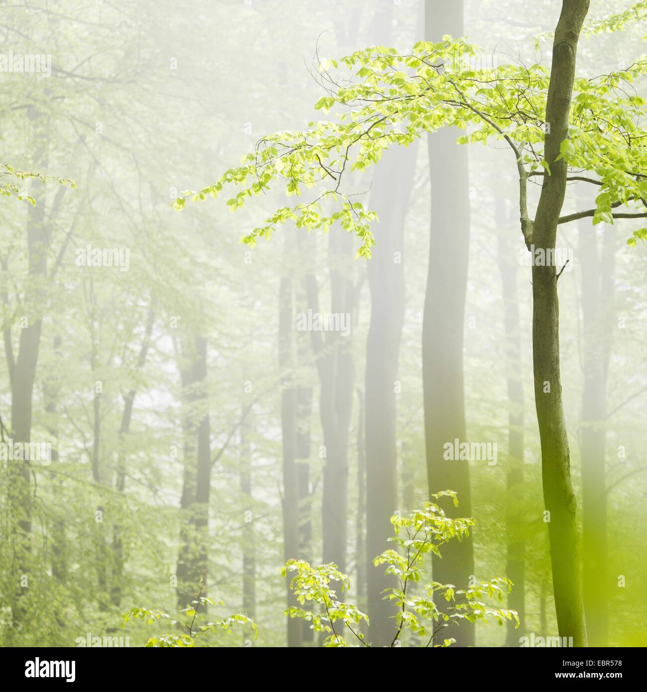 common beech (Fagus sylvatica), beech forest in morning mist, Germany, Baden-Wuerttemberg, Odenwald Stock Photo