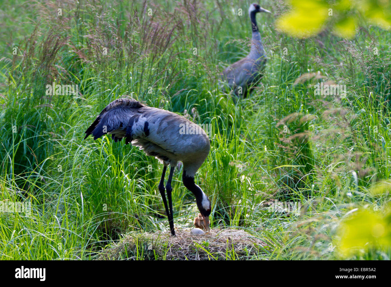 Common crane, Eurasian Crane (Grus grus), parents at the nest with chick and egg, Germany, Mecklenburg-Western Pomerania Stock Photo