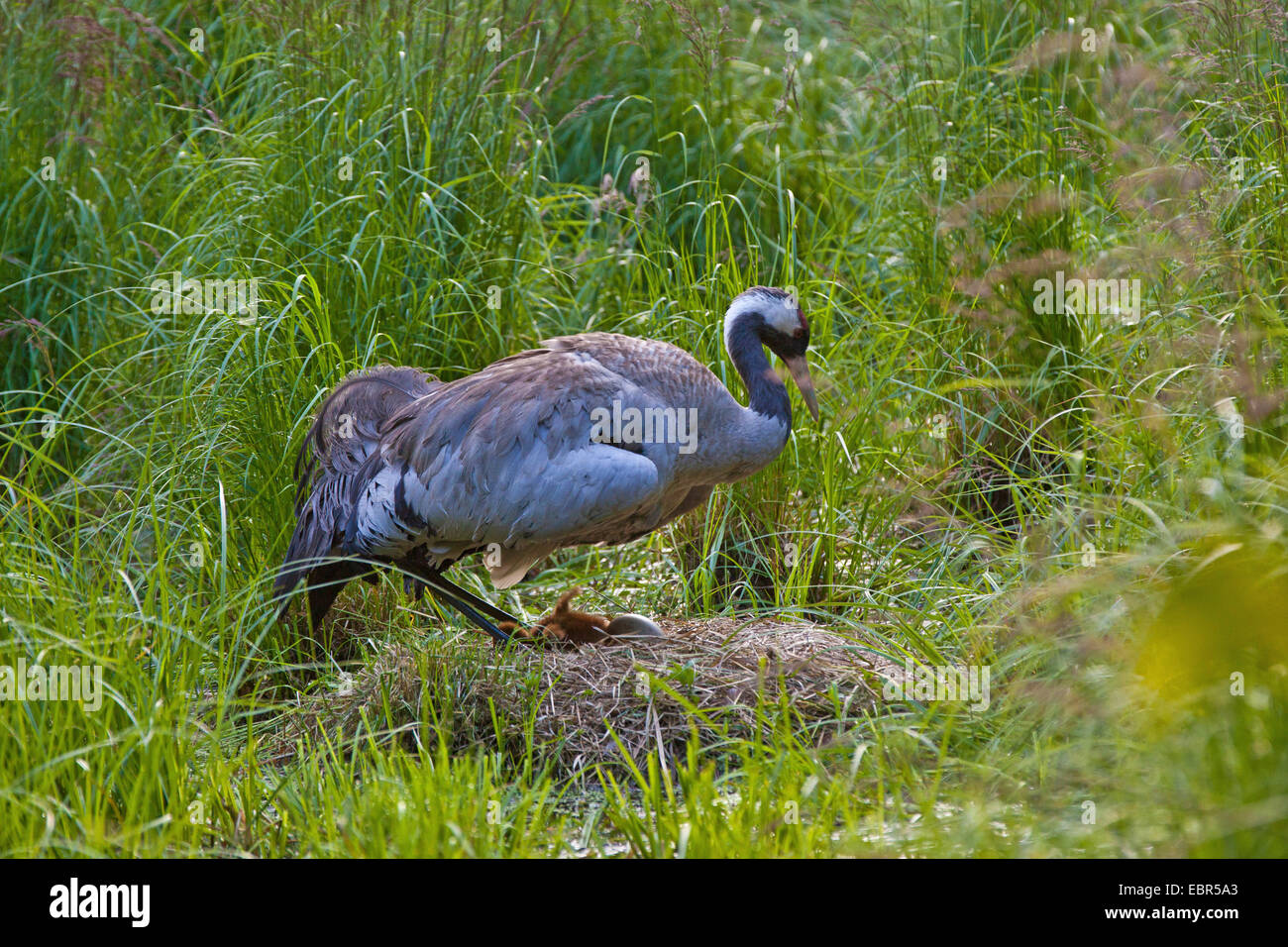 Common crane, Eurasian Crane (Grus grus), male at the nest with chick and egg, Germany, Mecklenburg-Western Pomerania Stock Photo