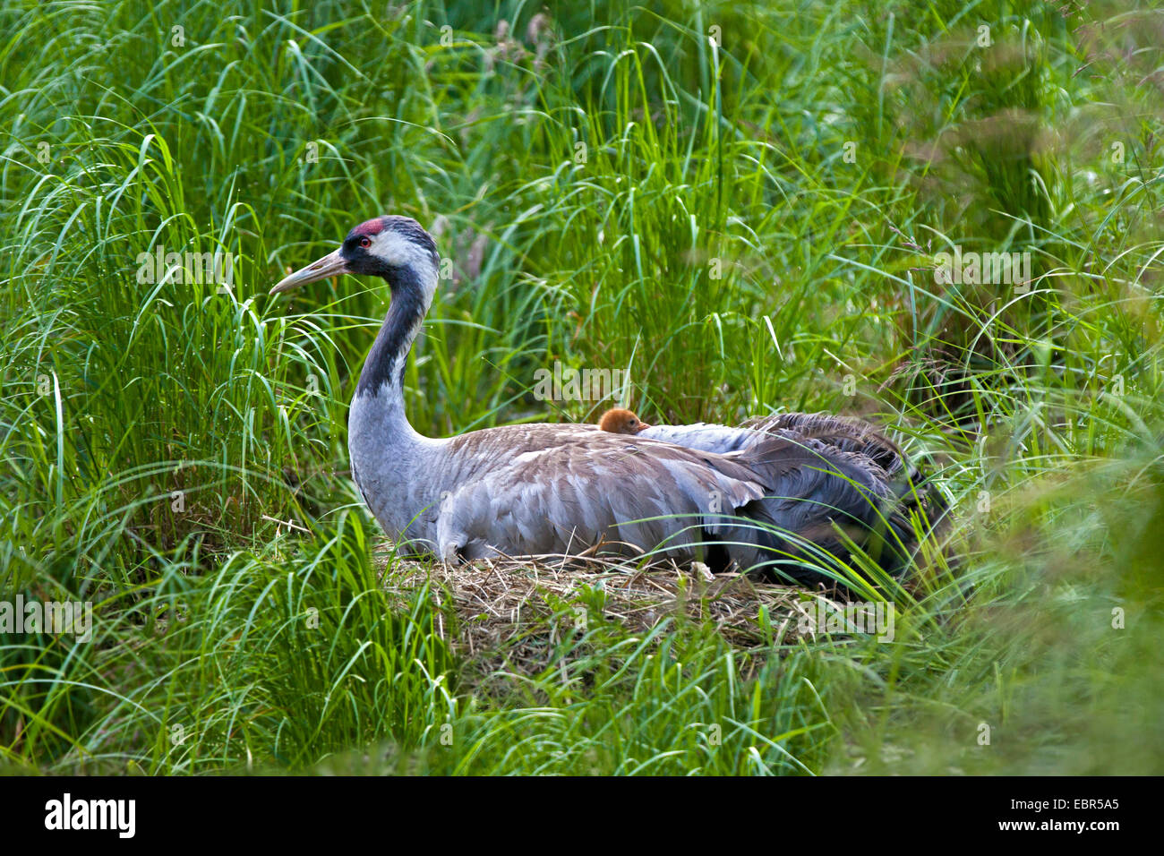 Common crane, Eurasian Crane (Grus grus), brreding male with chick on the back, Germany, Mecklenburg-Western Pomerania Stock Photo