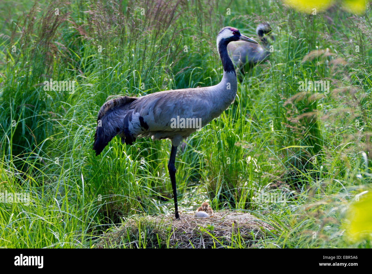 Common crane, Eurasian Crane (Grus grus), parents at the nest with chick and egg, Germany, Mecklenburg-Western Pomerania Stock Photo