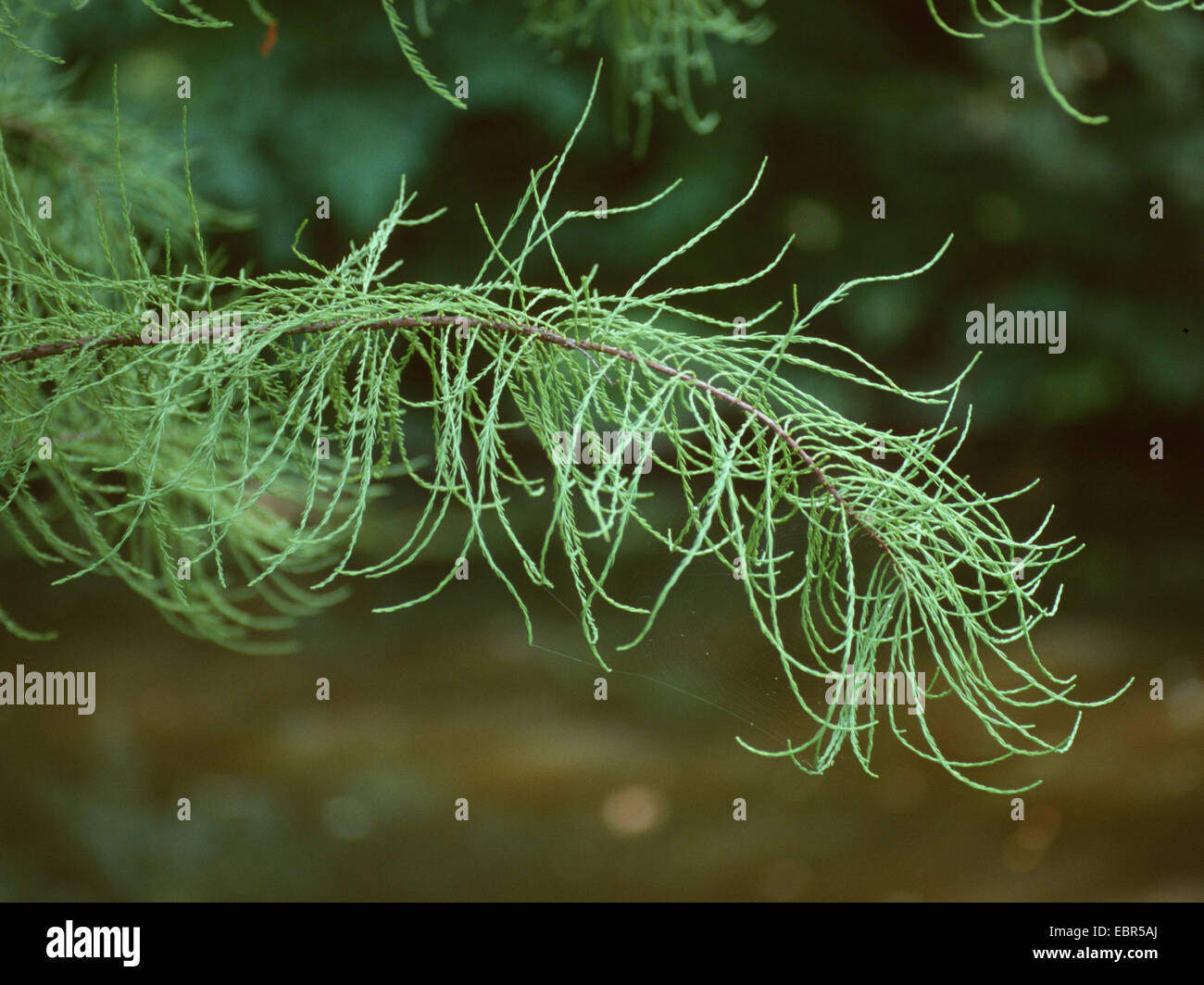 Pond Cypress, Pond Baldcypress (Taxodium ascendens, Taxodium distichum var. imbricatum), branch Stock Photo