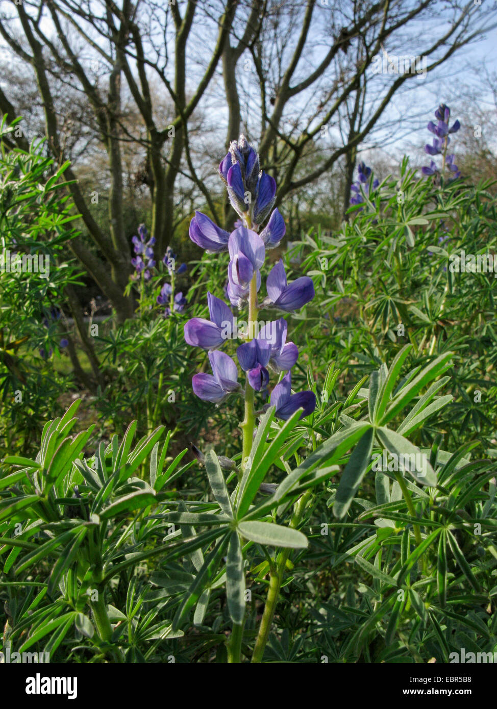 Narrow-leafed Lupin, Blue Lupin (Lupinus angustifolius), inflorescence Stock Photo