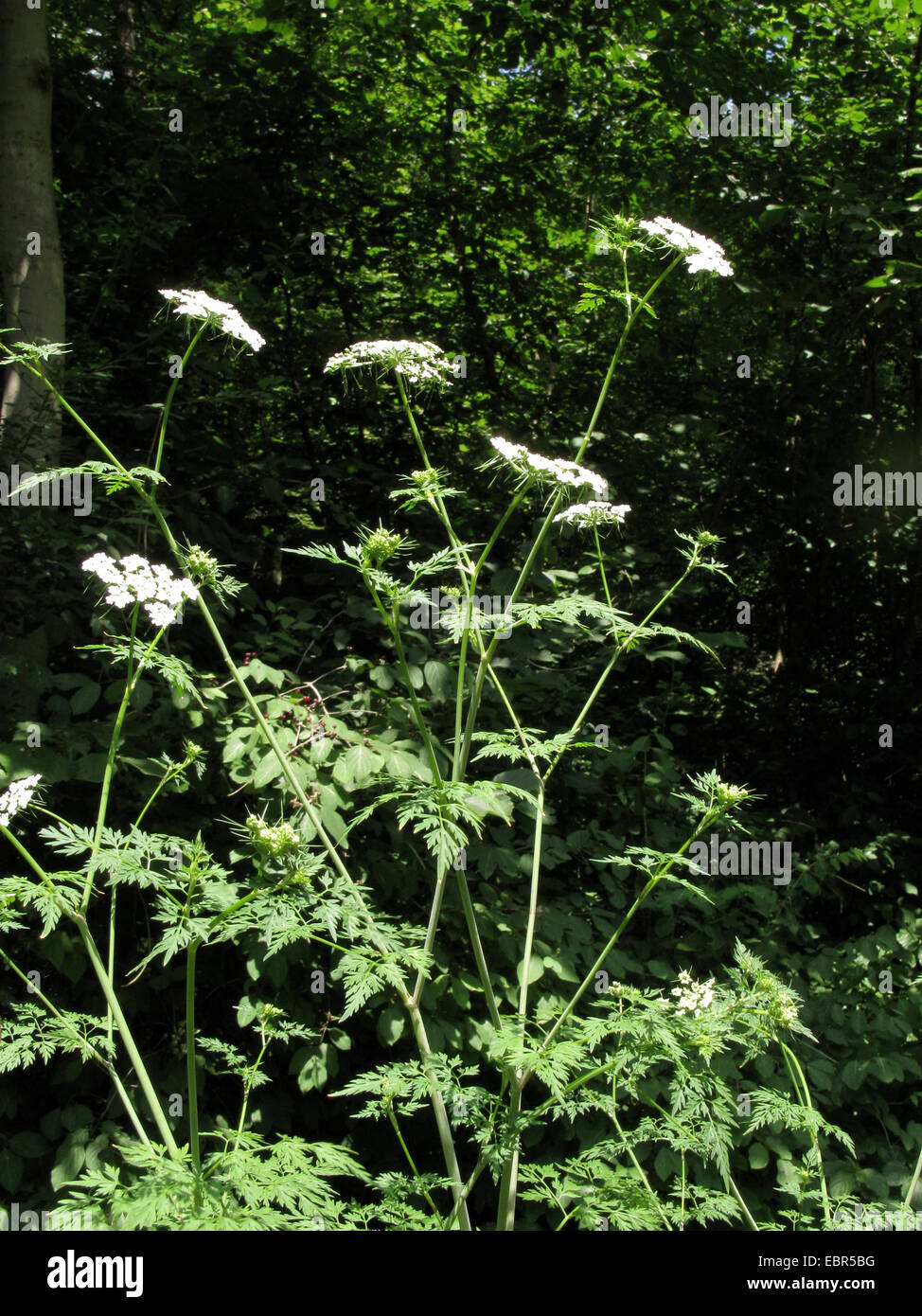 Fool's parsley, Fool's cicely, Poison parsley (Aethusa cynapiioides, Aethusa cynapium ssp. elata), blooming, Germany, Baden-Wuerttemberg Stock Photo