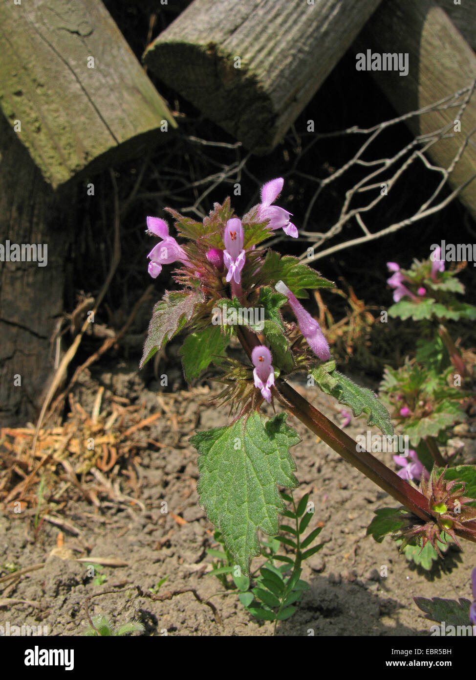 cut-leaved dead-nettle, hybrid dead-nettle (Lamium hybridum, Lamium incisum, Lamium purpureum var. incisum), blooming at a garden fence, Germany, Lower Saxony Stock Photo