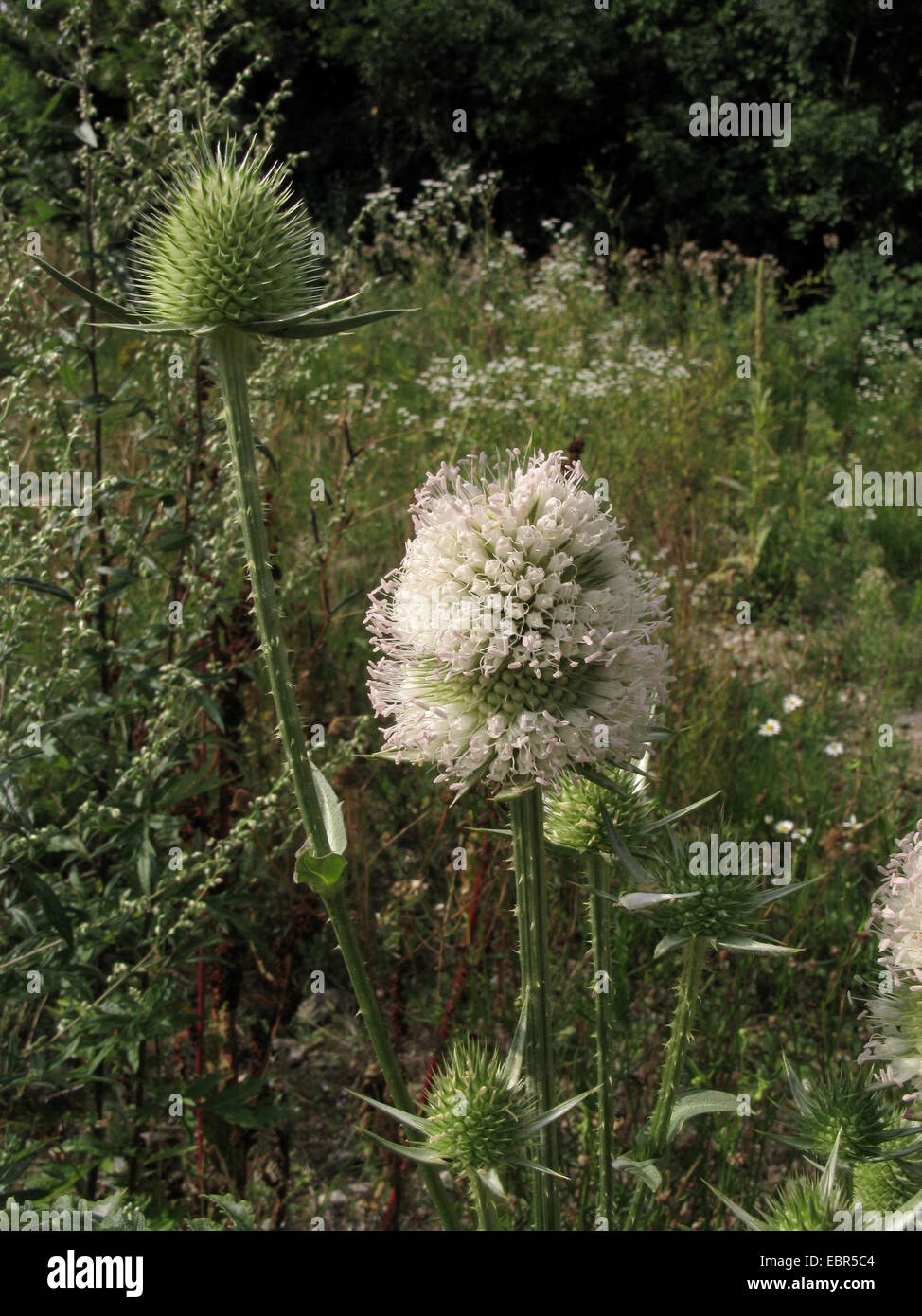 cut-leaved teasel, cutleaf teasel, cut-leaf teasel (Dipsacus laciniatus), blooming, Germany Stock Photo