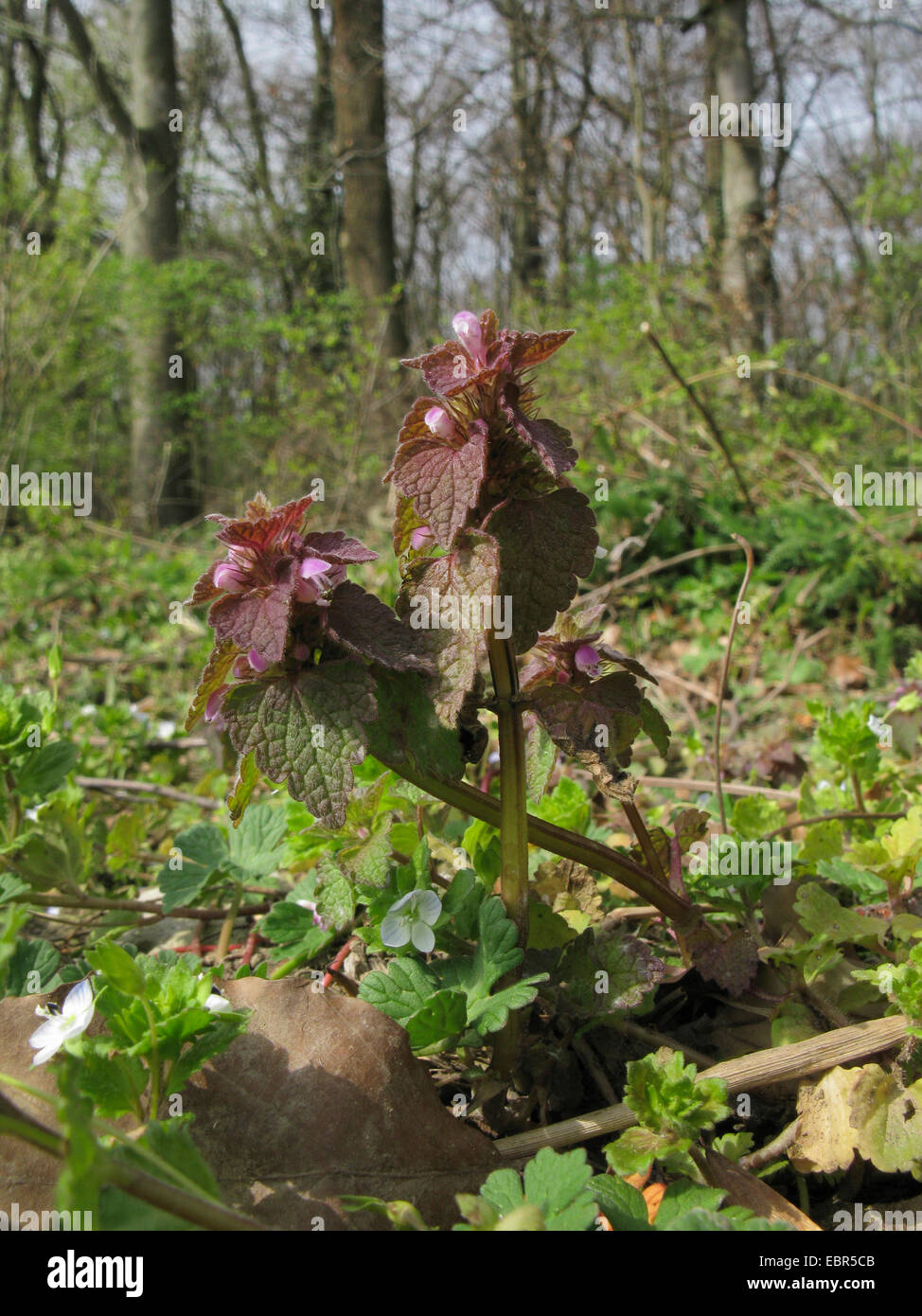 red dead-nettle, purple deadnettle (Lamium purpureum), blooming at a forest edge, Germany, Lower Saxony Stock Photo